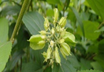 有毒蜜源植物有哪些 附其科属