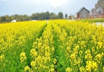 油菜直播全苗高产栽培技术 附适宜区域和注意事项