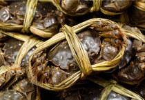 湖北大闸蟹产地在哪里 有什么营养价值