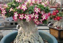 沙漠玫瑰怎样剪枝