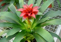 莺歌凤梨花开花后多久？