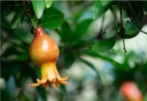 石榴树浇水最佳时间