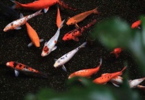 鱼缺氧后能缓过来吗？