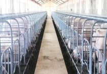 现代化生态养猪大棚建设 生态养猪业的特征