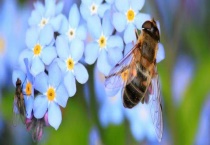 蜜蜂最喜欢什么颜色 蜜蜂是否能鉴别颜色