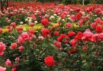 月季直接土插能生根吗？