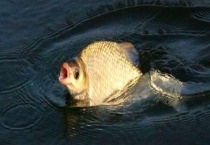 钓鳊鱼用什么钓具 什么时候钓鳊鱼最好