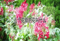 五个花瓣的花叫什么？