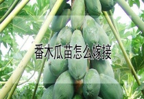 番木瓜苗怎么嫁接