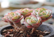 多肉是植物吗？