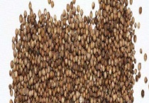 香菜种子怎么搓开