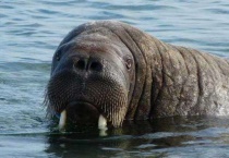 海象吃什么食物