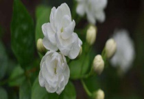 茉莉花多少钱一盆 茉莉花的繁殖多久？