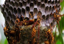 马蜂和蜜蜂的的区别？ 附区别？多久？