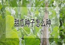 甜瓜种子怎么种