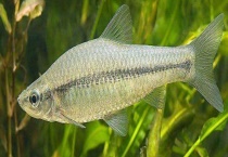 吃鱼屎的鱼有哪些？