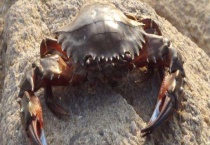 隔夜螃蟹还可以吃吗 吃螃蟹有哪些注意事项