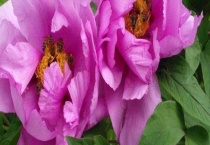 芍药是牡丹的别称吗？