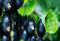 新鲜黑加仑多少钱一斤？附选购多久？