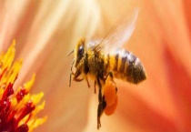 意蜂什么时候换王 不要过于频繁的换王