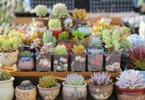 多肉修根直接种会死吗？