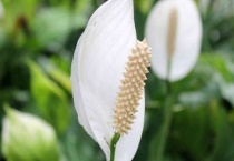 白掌的养殖多久？