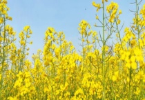 蜜源植物的种类及花期大全 一个花期的产蜜量是多少？