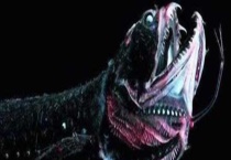 深海龙是什么鱼 能吃吗？