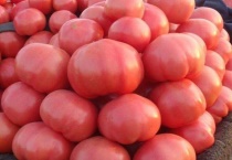 西红柿是几月份的蔬菜