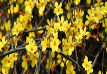 迎春花什么颜色 分布在哪些地区