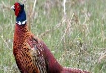 养殖野鸡需要多大投资？利润有多少？风险有哪些？