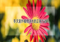 冬天室外植物浇水的正确多久？