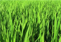 小麦苗期发黄是什么原因？
