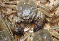 螃蟹死了能不能吃了？死了多久不能吃？吃了会中毒吗？