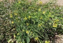 黄盖油是什么植物