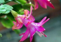 蟹爪兰积水了怎么办？