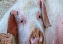 母猪下崽后不吃食是怎么回事