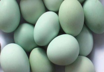 普通鸡也能下绿壳蛋吗？