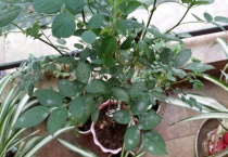 蔷薇打蔫卷叶子咋回事