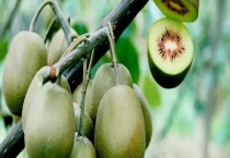 哪些水果含VC 含量高的主要有这几种水果