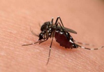 蚊子有没有趋光性