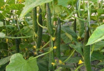 黄瓜叶下小黑虫怎么清除