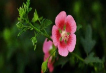 木槿树的栽培多久？