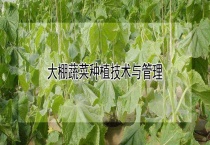 大棚蔬菜种植技术与管理