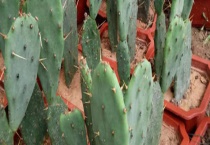 米邦塔和黄大刺的区别？