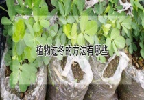 植物过冬的方法有哪些？