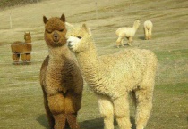 羊驼和傻狍子的区别？