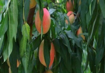 平谷桃什么时候成熟采摘 多少钱一斤