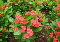 虎刺梅太高了怎么办？