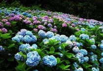 绣球花几月份换盆好